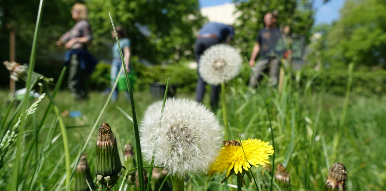 Man sieht Menschen auf einer Wiese. Der Fokus liegt auf einer Pusteblume